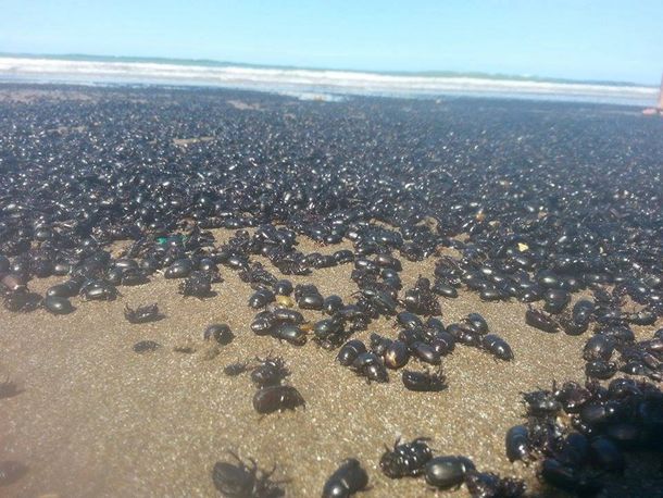 La curiosa invasión de escarabajos en la playa de Mar de Ajó