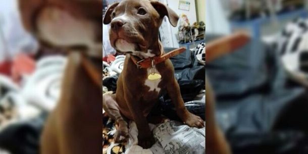 Encontraron un perro con chapita identificatoria y no lo devolvieron: quedó grabado en cámaras de seguridad