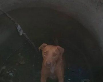 Conmovedor: rescatan a un perro que cayó en una cámara séptica y ahora nadie lo reclama