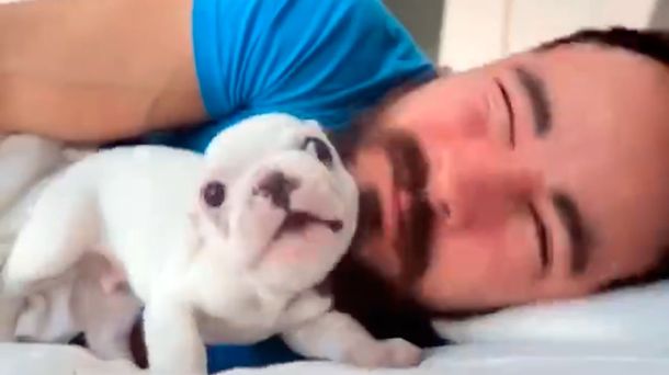 VIDEO: El tierno bulldog que no deja dormir a su dueño y es furor en la web