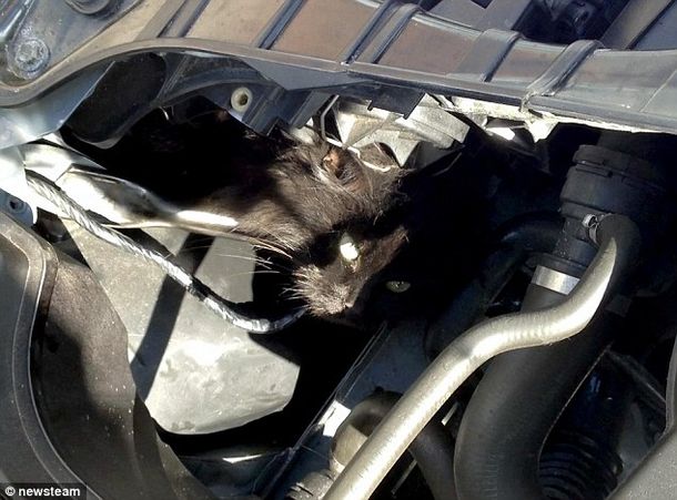 Una gata sobrevive dos semanas atrapada bajo el capó del auto