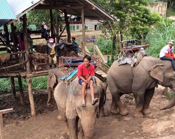 Elefante mató a su guía y escapó con tres turistas en su lomo