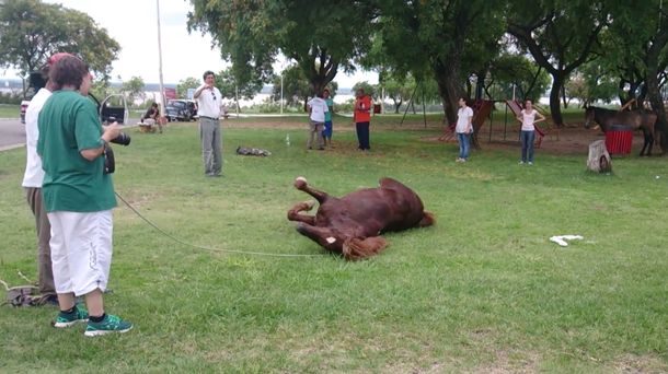 Mirá la emotiva reacción de un caballo esclavizado cuando lo liberan