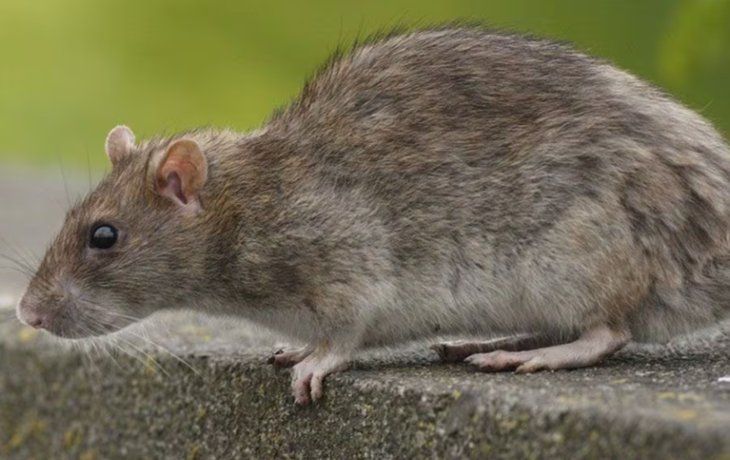 Leptospirosis en Córdoba: un hombre murió y hay otro grave por una enfermedad transmitida por ratas