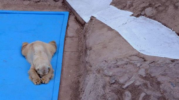 El zoo de Mendoza aseguró que el oso Arturo está controlado