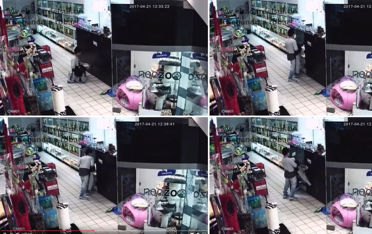 El nene robó un cachorro bajo la supervisión de su mamá