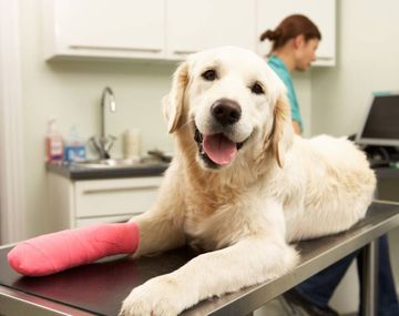 Prohíben el uso y la venta de una serie de productos veterinarios en todo el país