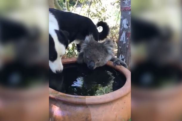 Conmovedor video en medio de los incendios en Australia: un perro y un koala comparten el agua