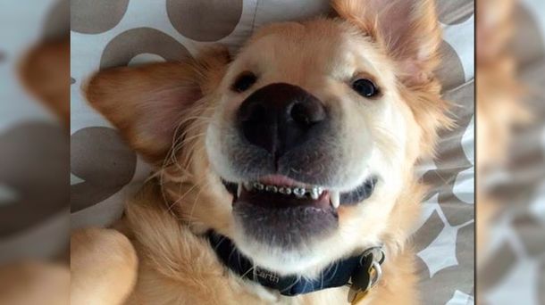 Curioso: este perro no podía cerrar la boca y le pusieron ortodoncia