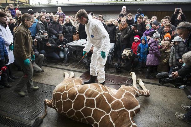 Polémica en Dinamarca por el sacrificio de una jirafa bebé