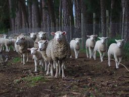 Investigan siniestros asesinatos de ovejas marcadas con símbolos satánicos