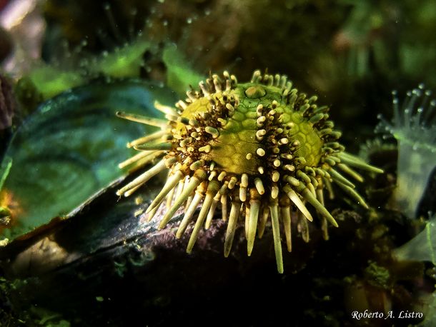 Covid-19: buscan pacientes con secuelas para un prometedor tratamiento basado en una molécula de erizos de mar