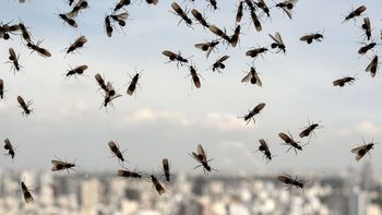 invasion de hormigas voladoras en amba: cuales son las zonas mas afectadas invasion de hormigas voladoras en amba: cuales son las zonas mas afectadas