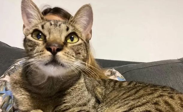 Devolvieron a Orlando, el gato que fue robado por error en La Plata