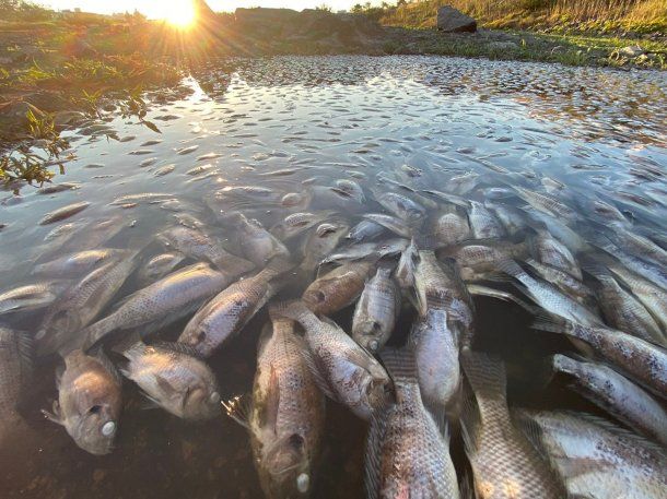 Sacan 300 toneladas de peces muertos en el río Oder