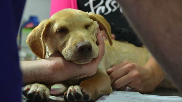 El Programa Nacional de Tenencia Responsable de Mascotas llegó a Radio 10