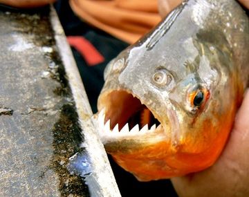Un hombre se arrojó al río y murió comido por pirañas en Bolivia
