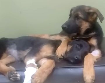 VIDEO: Un perrito se quedó cuidando a su hermanita mientras estaba internada