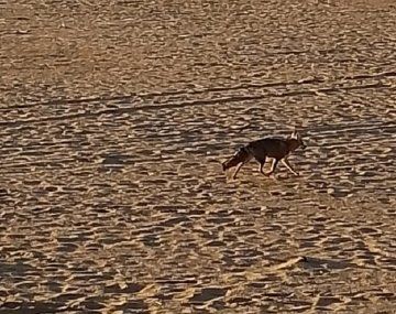 Mar del Plata: buscan a un zorro suelto en la playa