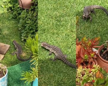 Un lagarto overo eligió una casa de La Plata como su hogar: Viene una vez por semana a comer