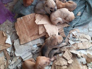 Los particulares nombres que eligió el cura de Racing para sus perros