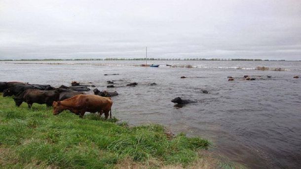 Aseguran que no habrá escasez de alimentos por las inundaciones en la Provincia