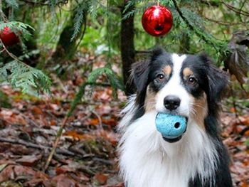 Secret protagoniza el viral navideño del momento