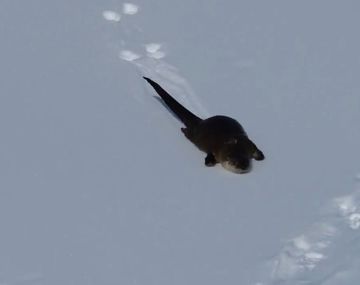 La nutria que no para de deslizarse en la nieve