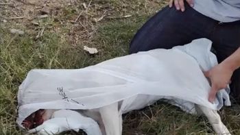 Mataron a golpes a un Bull terrier Mataron a golpes a un Bull terrier