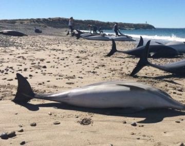 Un total de 61 defines quedaron encallados y sólo 12 pudieron ser salvados