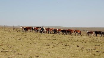 La sequía continúa afectando al sector agropecuario. La sequía continúa afectando al sector agropecuario.