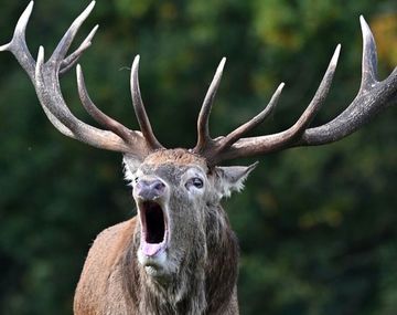 Qué es la enfermedad del ciervo zombie que puso en alerta a los científicos