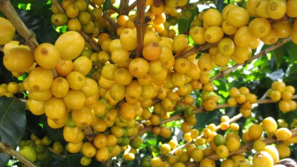 El nanche se destaca por sus múltiples beneficios para la piel y la salud en general. El nanche se destaca por sus múltiples beneficios para la piel y la salud en general.