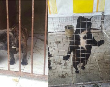 Rescatan a 14 pitbull de un criadero ilegal que operaba en Villa Devoto
