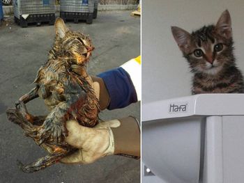 Rescatan a un gato de la basura