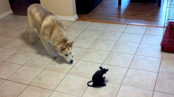 La pelea cuerpo a cuerpo entre un perro Husky y una rata de plástico derrite la web