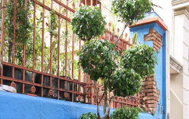 Una campaña para encontrar un ficus