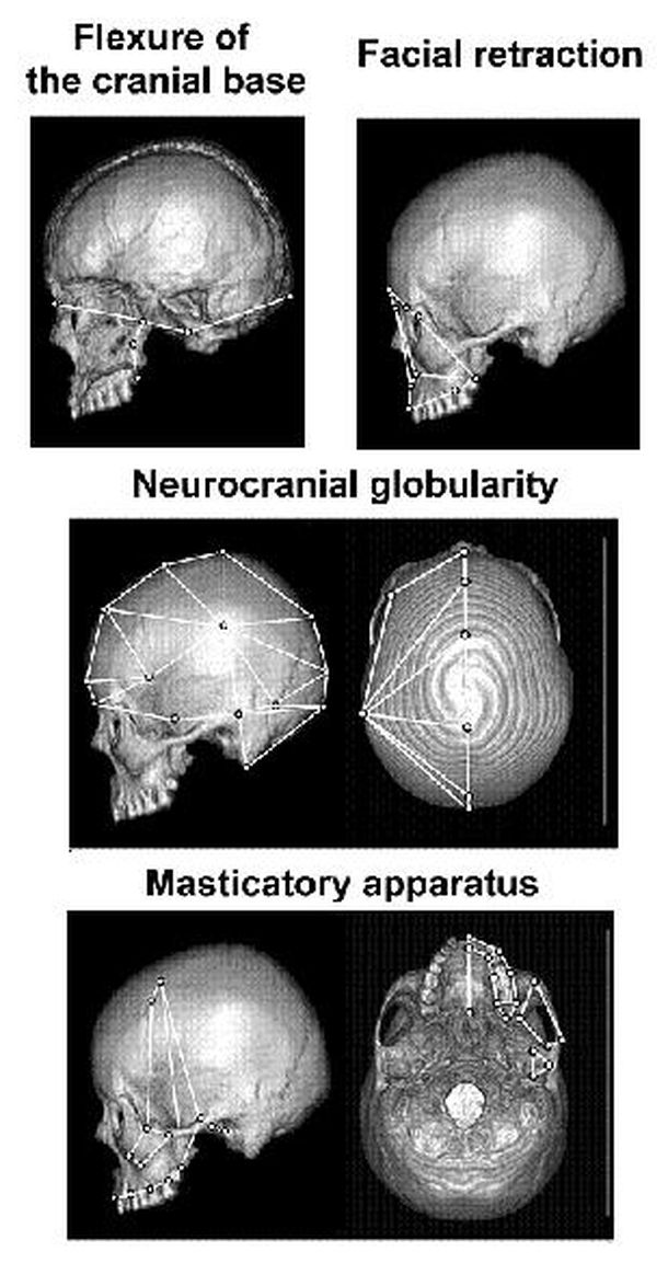 Comparacion craneos neandertal sapiens cenpat 11