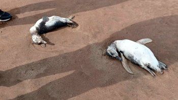 Mar del Plata: aparecieron decenas de pingüinos muertos en las playas