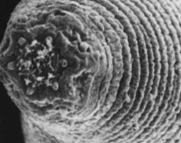 Mephisto_worm--644x362