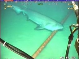 Los tiburones ponen en peligro las comunicaciones de Google