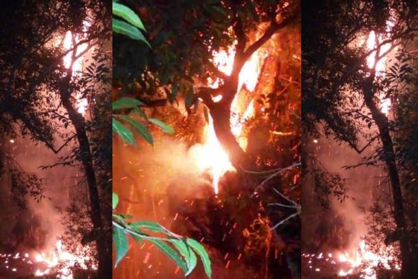Quiso hacerse un mate y quemó el árbol más antiguo de Misiones