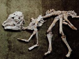Hadrosaurus bebe, 75 millones de años antigüedad  Efe