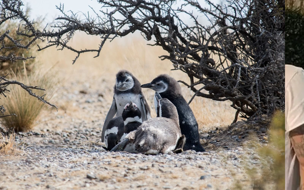 Punta Tombo: Conicet confirmó el alto impacto ambiental de la matanza de pingüinos