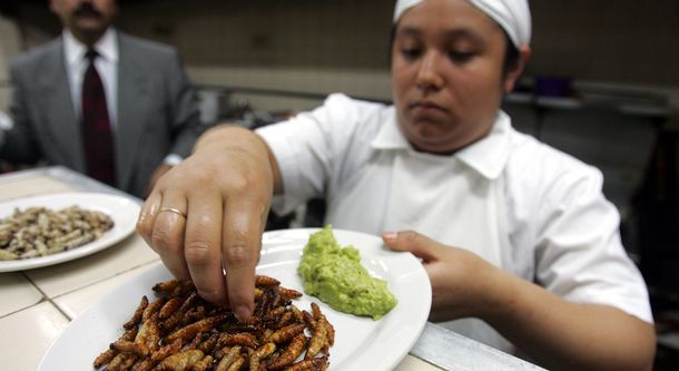 ¿Cuáles son los mejores insectos para comer?