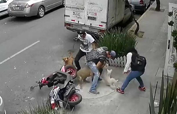 VIDEO: Un pitbull ataca a una mascota y a su dueño