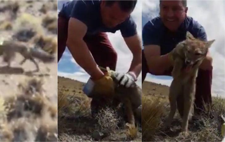 ¡Qué gratificante ayudar al que lo necesita!: salvó a un zorro de morir asfixiado