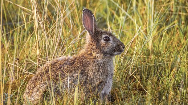 Un virus mortífero similar al ébola se propaga entre los conejos en Estados Unidos y México
