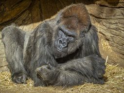 Gorilas del Zoo de San Diego dieron positivo de coronavirus