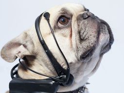 No more woof promete traducir los pensamientos de los perros No more woof promete traducir los pensamientos de los perros